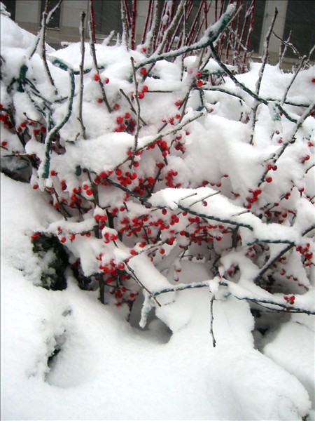 Shot with my Canon S200.