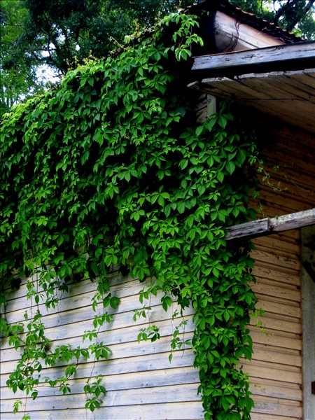 Ivy hanging from and abandoned building in Lettsworth, LA. Shot with my Canon S200.
