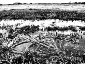 Day 79: First Freeze