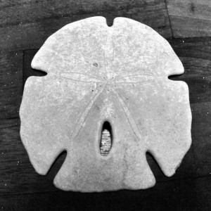 Day 89: Sand Dollar