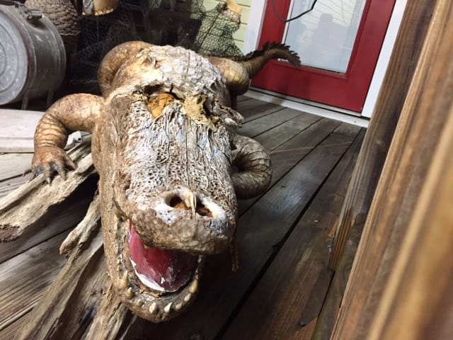 Color photo of a well worn stuff aligator.