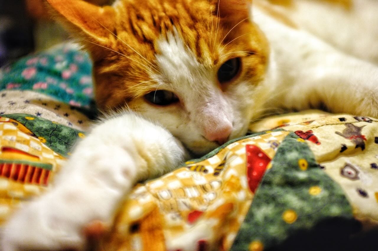 Color photo of our sleepy cat.