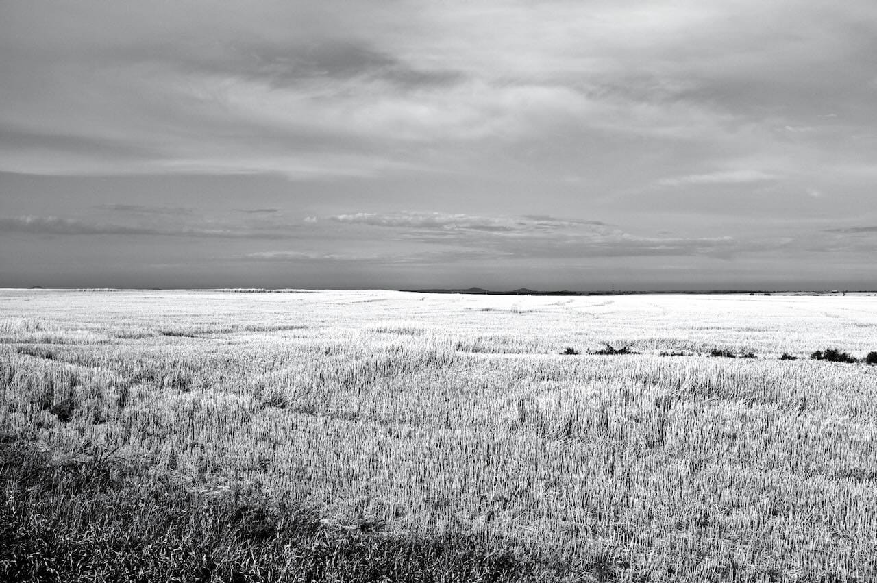 B&W photo off the wheat field.