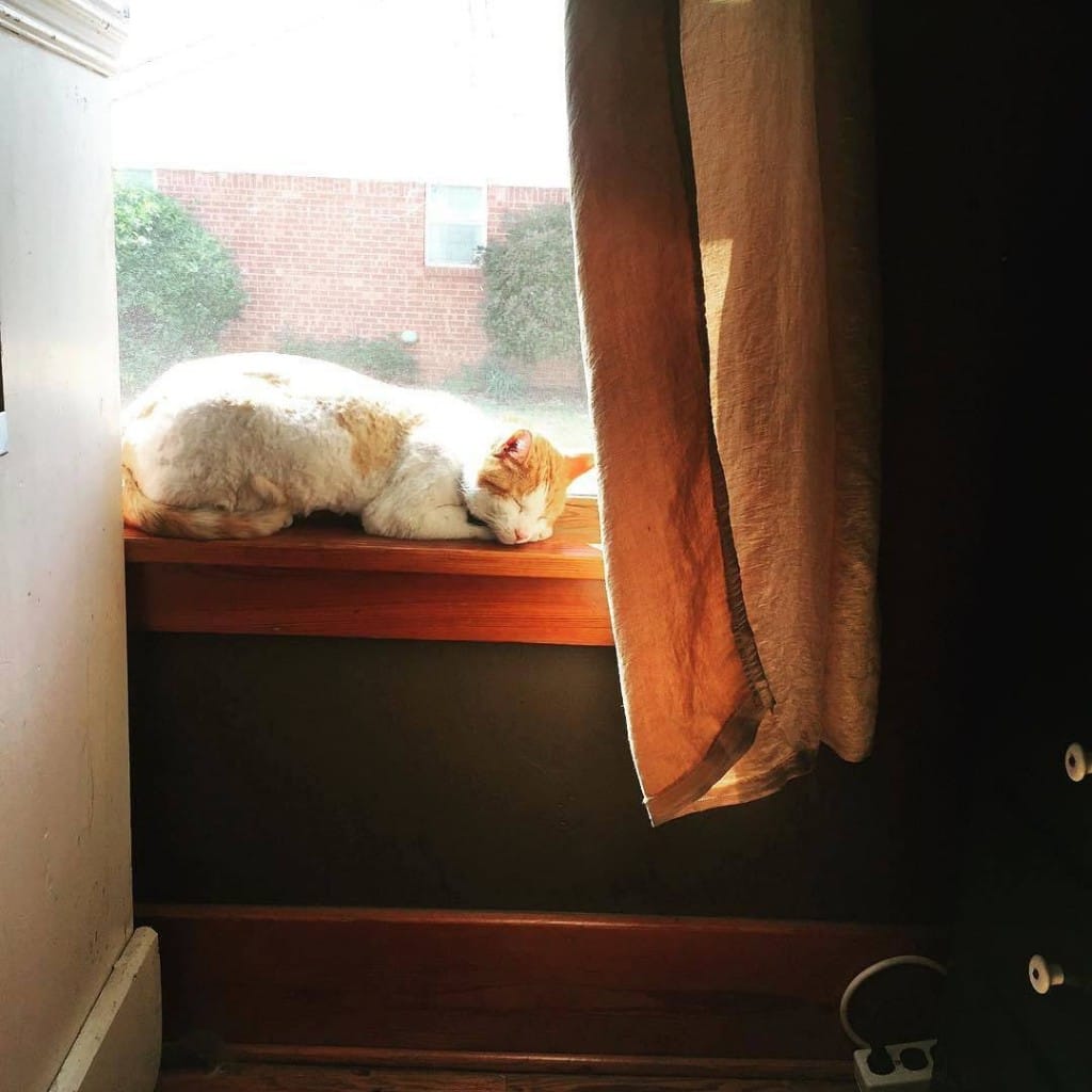 Color photo of our cat sitting in the sun.